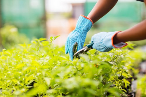 Gardener pruning a hedge in Croydon, close-up of hands and shears